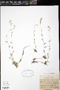Draba arabisans image