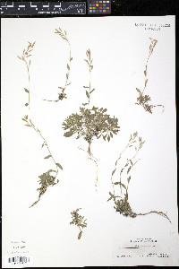 Draba arabisans image