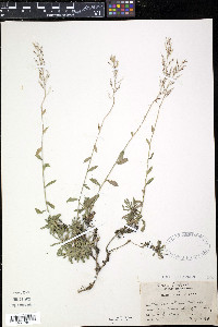 Draba arabisans image