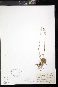 Draba arabisans image