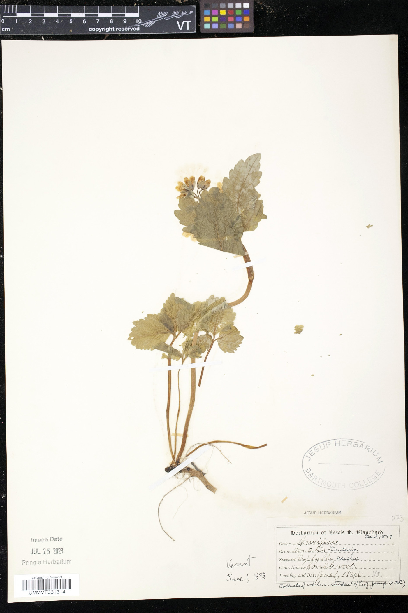 Dentaria maxima image