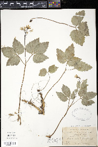 Cardamine diphylla image