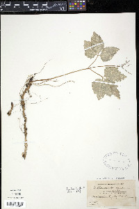 Cardamine diphylla image