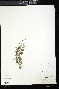 Cardamine flexuosa image