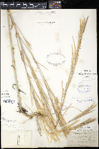 Arabis drummondi image