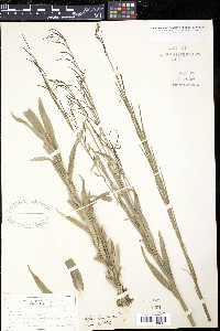 Arabis drummondi image
