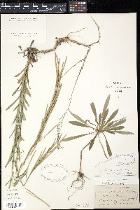 Arabis drummondi image