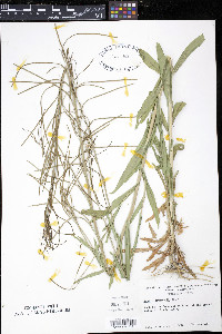 Arabis drummondi image