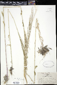 Turritis glabra image