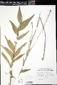 Turritis glabra image