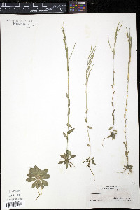 Arabis hirsuta image