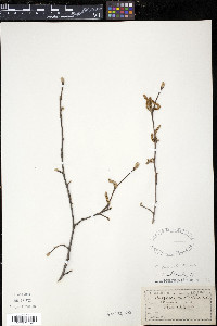 Corylus cornuta image