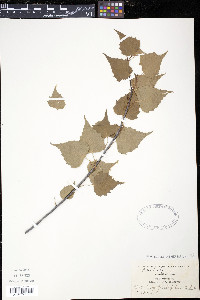 Betula populifolia image