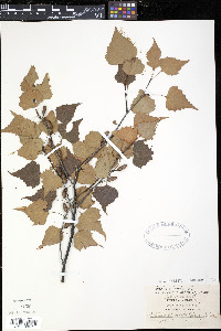 Betula populifolia image