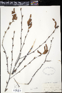 Betula alleghaniensis image
