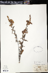 Betula alleghaniensis image
