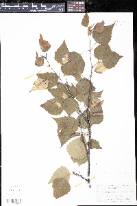 Betula caerulea image