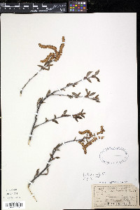 Betula alleghaniensis image
