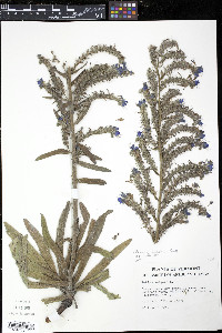 Echium vulgare image