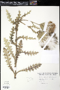 Cirsium pumilum image