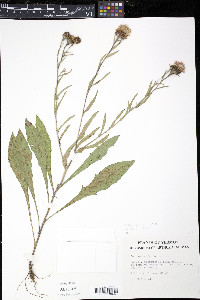 Centaurea jacea image