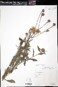 Centaurea nigra image