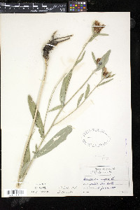 Centaurea nigra image