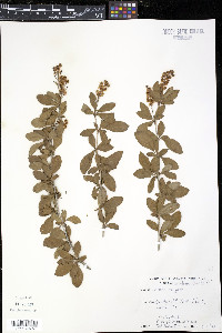 Berberis vulgaris image