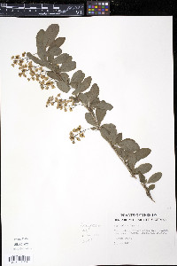 Berberis vulgaris image