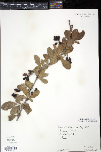 Berberis vulgaris image
