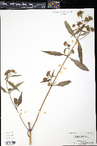 Bidens connata var. petiolata image