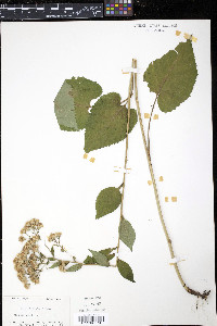 Aster schreberi image