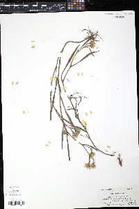 Aster tenuifolius image