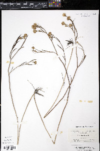 Aster tenuifolius image