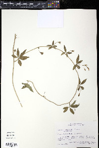 Merremia quinquefolia image