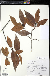 Erythroxylum citrifolium image
