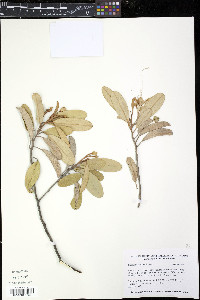 Capparis cynophallophora image