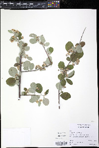 Amelanchier ovalis image