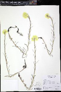 Helichrysum plicatum image