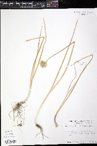 Allium schoenoprasum image