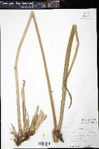 Acorus calamus image
