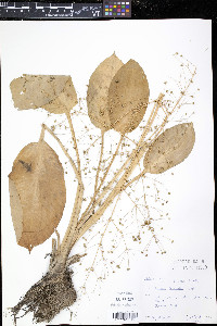 Alisma triviale image