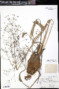 Alisma triviale image