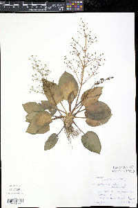 Alisma subcordatum image