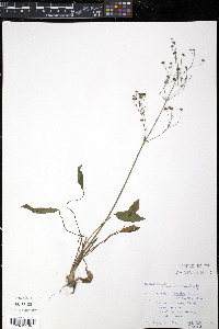 Alisma triviale image