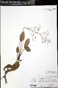Alisma triviale image