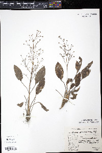 Alisma subcordatum image