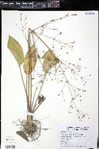Alisma triviale image