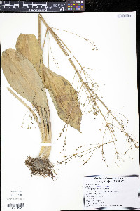 Alisma triviale image