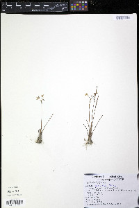 Sagittaria graminea var. graminea image